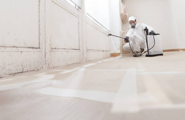 Black mold remediation team in Evans